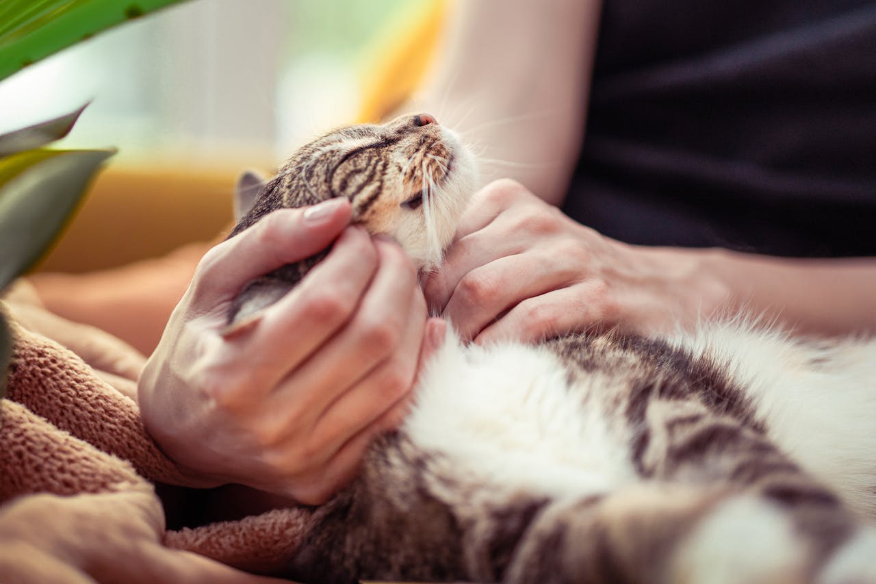 Woman Stroking Cat